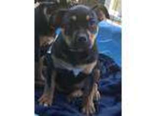 Mutt Puppy for sale in Locust Grove, GA, USA