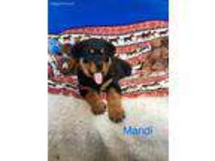 Rottweiler Puppy for sale in Vaughn, MT, USA
