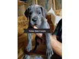 Great Dane Puppy for sale in Grants Pass, OR, USA
