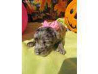 Mutt Puppy for sale in Bolingbrook, IL, USA
