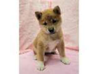 Shiba Inu Puppy for sale in Guthrie, KY, USA