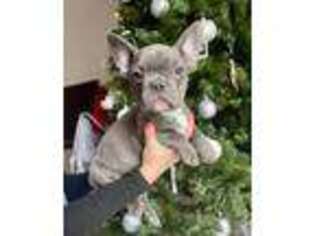 French Bulldog Puppy for sale in West Bloomfield, MI, USA