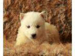 Siberian Husky Puppy for sale in Ephrata, PA, USA