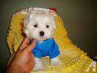 Maltese Puppy for sale in IRVING, TX, USA