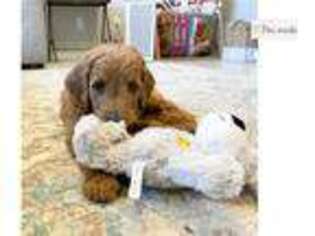 Goldendoodle Puppy for sale in Fort Worth, TX, USA