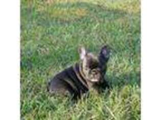French Bulldog Puppy for sale in Logan, OH, USA