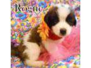 Saint Bernard Puppy for sale in BAXTER SPRINGS, KS, USA