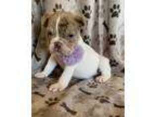 Olde English Bulldogge Puppy for sale in Norco, CA, USA