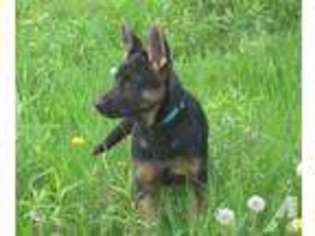 German Shepherd Dog Puppy for sale in WAHKON, MN, USA