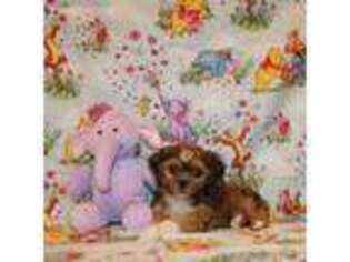 Shorkie Tzu Puppy for sale in Newport, NE, USA