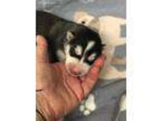Siberian Husky Puppy for sale in Alma, GA, USA