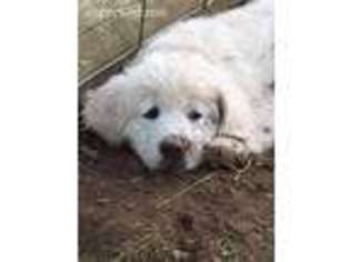 Mutt Puppy for sale in Hildebran, NC, USA