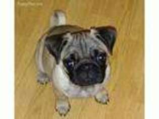 Pug Puppy for sale in Confluence, PA, USA