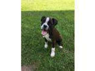Boxer Puppy for sale in Valley Springs, AR, USA