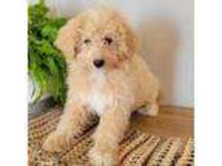 Mutt Puppy for sale in Rock Valley, IA, USA