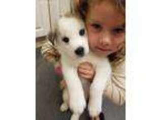 Siberian Husky Puppy for sale in Cicero, IL, USA