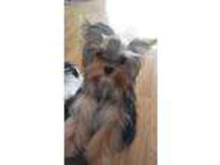 Yorkshire Terrier Puppy for sale in Benton City, WA, USA