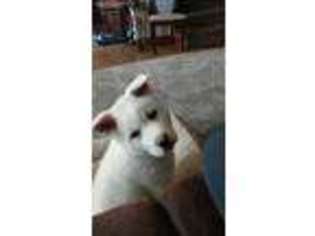 Akita Puppy for sale in Mascoutah, IL, USA