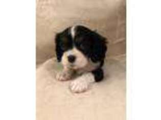 Cavalier King Charles Spaniel Puppy for sale in Marietta, GA, USA