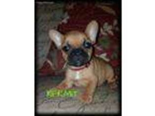French Bulldog Puppy for sale in Lowell, MI, USA