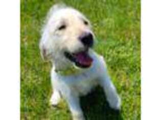 Labradoodle Puppy for sale in Sherwood, OH, USA