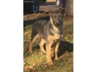 Mutt Puppy for sale in Perkasie, PA, USA