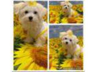 Maltese Puppy for sale in Apopka, FL, USA