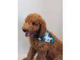 Goldendoodle Puppy for sale in Riverton, KS, USA