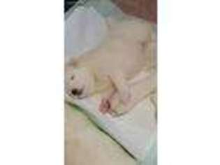 Samoyed Puppy for sale in Aurora, IL, USA