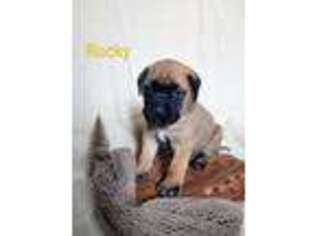 Mastiff Puppy for sale in Wolcott, NY, USA