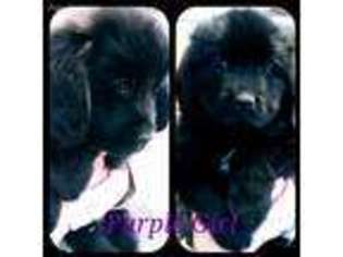 Newfoundland Puppy for sale in Belton, MO, USA