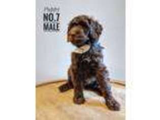 Mutt Puppy for sale in Farmington, UT, USA