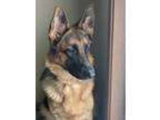 German Shepherd Dog Puppy for sale in Lockport, NY, USA