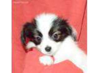 Papillon Puppy for sale in Columbia Station, OH, USA