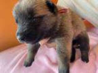 Belgian Malinois Puppy for sale in Potterville, MI, USA