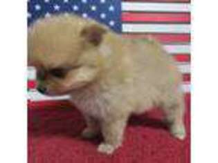 Pomeranian Puppy for sale in Norwood, MO, USA