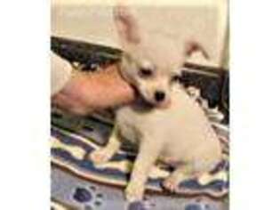 Chihuahua Puppy for sale in Gilbert, SC, USA