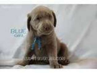 Labrador Retriever Puppy for sale in Moapa, NV, USA