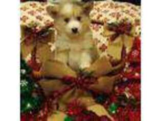Mutt Puppy for sale in Woodland, MI, USA