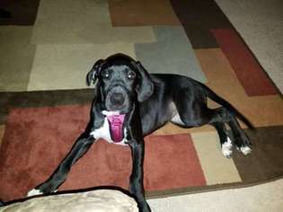 Great Dane Puppy for sale in Wilson, NC, USA