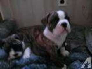 Bulldog Puppy for sale in HILLSBORO, OH, USA