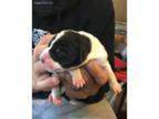 Great Dane Puppy for sale in Hays, KS, USA