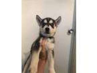 Siberian Husky Puppy for sale in Mound City, IL, USA