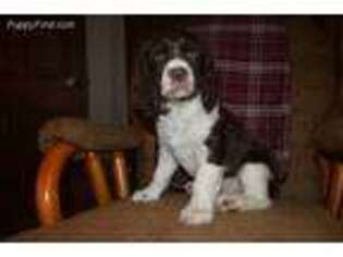 English Springer Spaniel Puppy for sale in Buckhannon, WV, USA