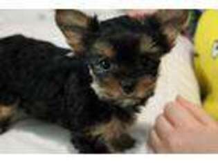 Yorkshire Terrier Puppy for sale in Greer, SC, USA