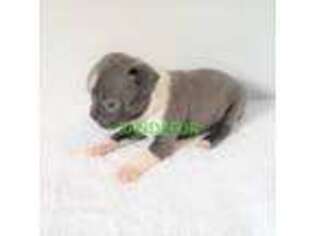 Boston Terrier Puppy for sale in Marietta, OK, USA