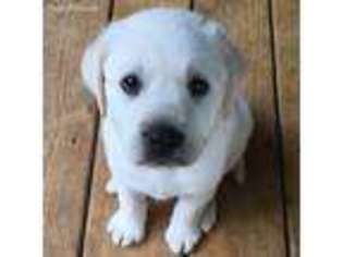Labrador Retriever Puppy for sale in Roan Mountain, TN, USA