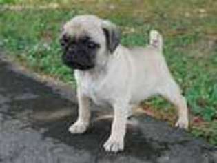 Pug Puppy for sale in Catlett, VA, USA