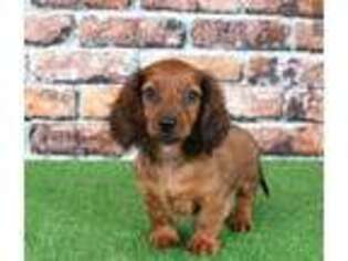 Dachshund Puppy for sale in Pasadena, MD, USA
