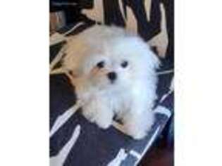 Maltese Puppy for sale in Hawthorne, CA, USA